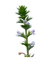 Homegrown Eyebright