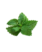 Lemonbalm