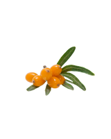 Sea Buckthorn Oil
