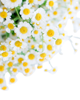 Homegrown Chamomile