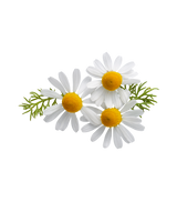 Roman Chamomile