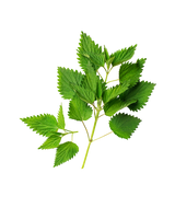Wild Nettle