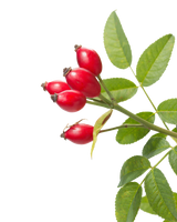 Rosehip Oil